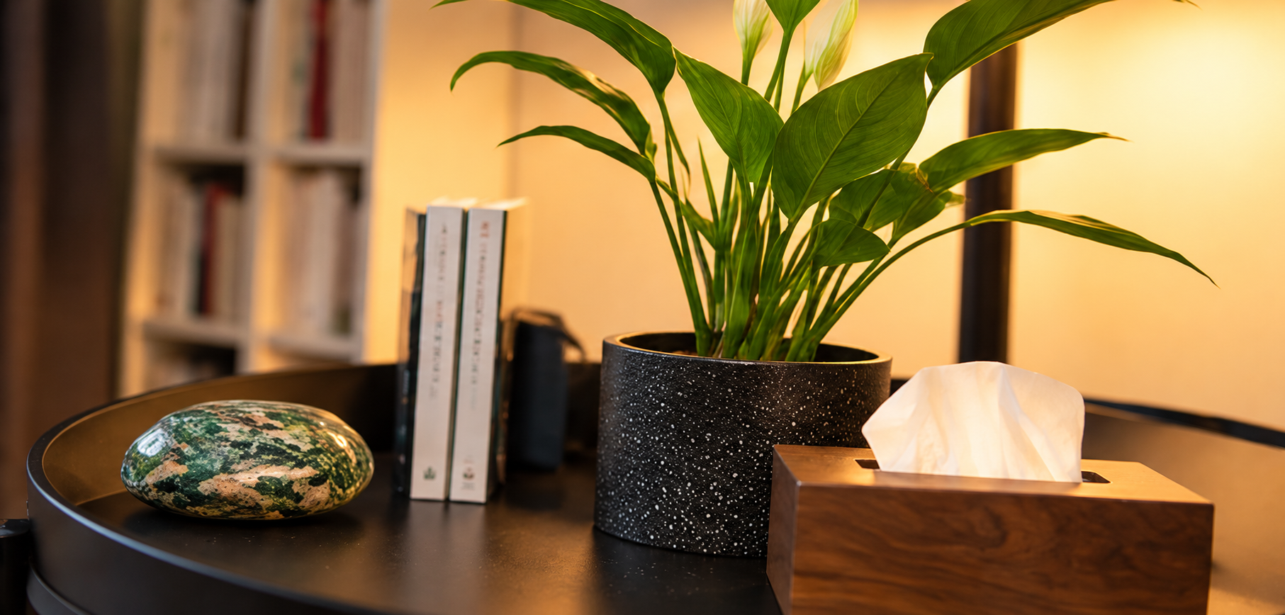 Plante verte et boîte à mouchoirs en bois sur une table noire au cabinet